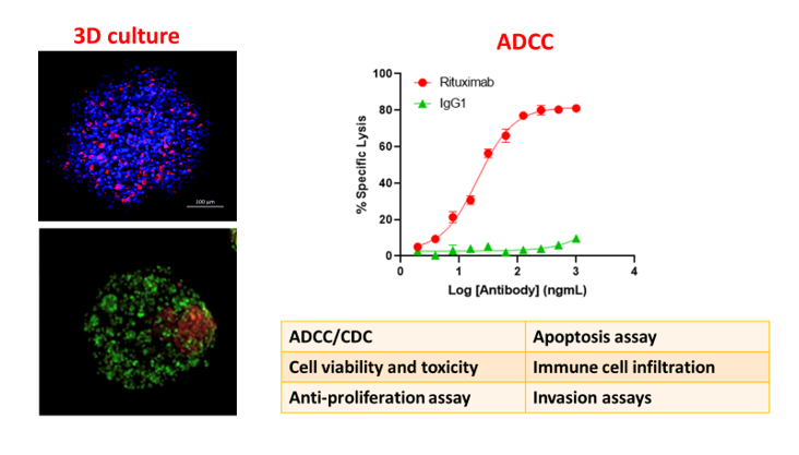 ADCC/CDC, 3D CULTURE AND CO-CULTURE ASSAYS