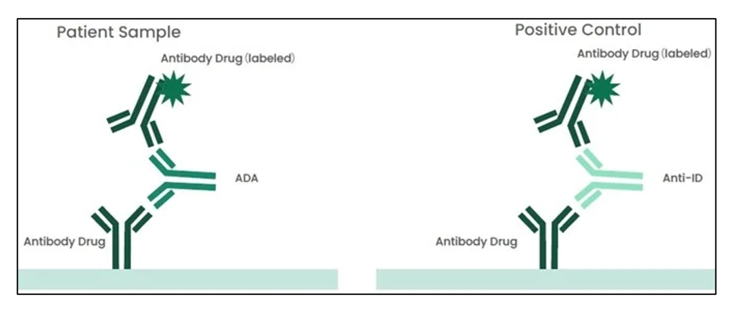 Immunogenicity Assay Development